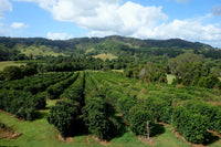 Noosa Black Coffee Plantation